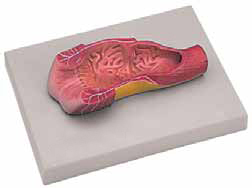 Human Anus Model